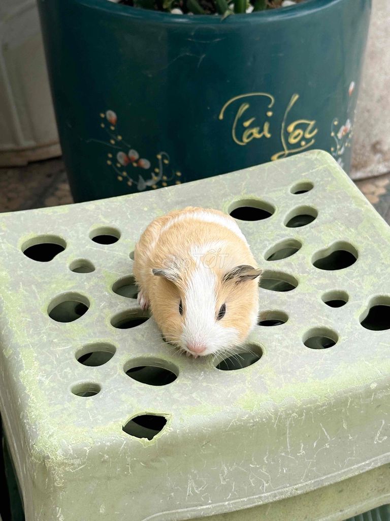 Bọ ú Chuột lang nhiều màu 400-800. Mua bán Thú cưng khác tại Quận Bắc Từ Liêm Hà Nội được đăng bởi Mai Phuong hình 1