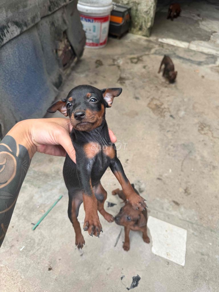 Chó Phốc Hươu minpin. Mua bán Chó tại Huyện Thanh Trì Hà Nội được đăng bởi huy hình 1