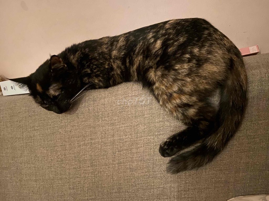 Mèo lai Anh lông dài Cái. Mua bán Mèo tại Quận Đống Đa Hà Nội được đăng bởi Tên chưa cung cấp hình 1