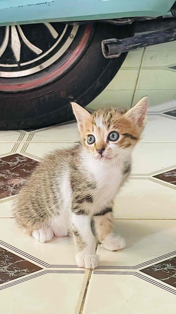 Mèo ALN lai Đen trắng, vàng vằn. Mua bán Mèo tại Huyện Long Thành Đồng Nai được đăng bởi Anna hình 1