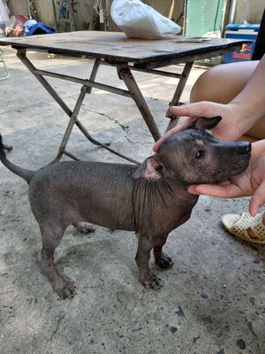 Chó không lông đực 2.5 tháng