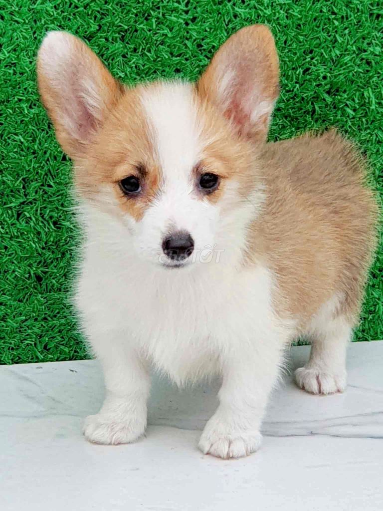 Corgi