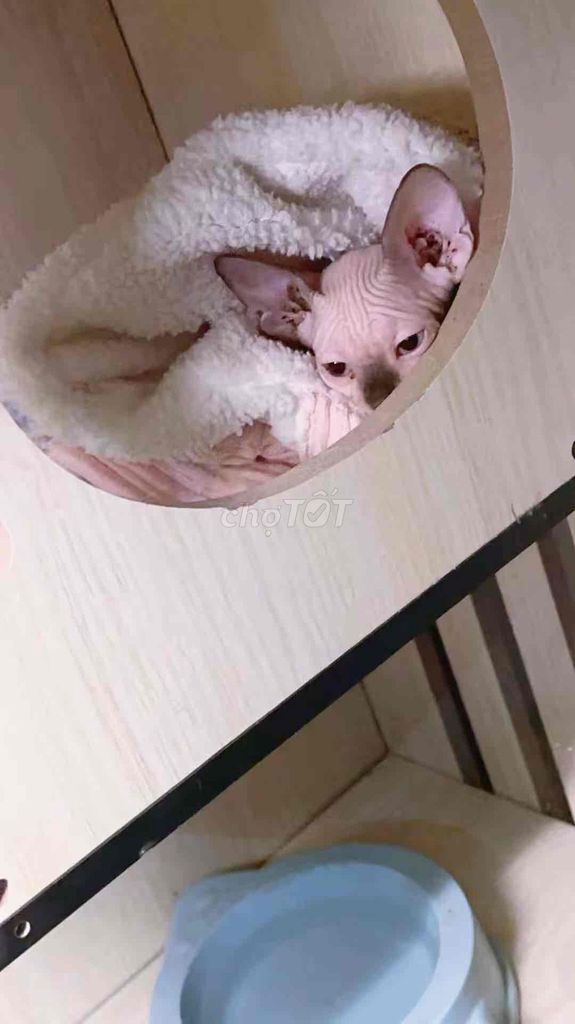 Mèo Sphynx đực 2 tháng tuổi. Mua bán Mèo tại Quận Cẩm Lệ Đà Nẵng được đăng bởi Bất Lực hình 1