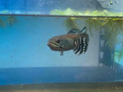 Cá lóc pháo hoa đốm vàng 25-40cm