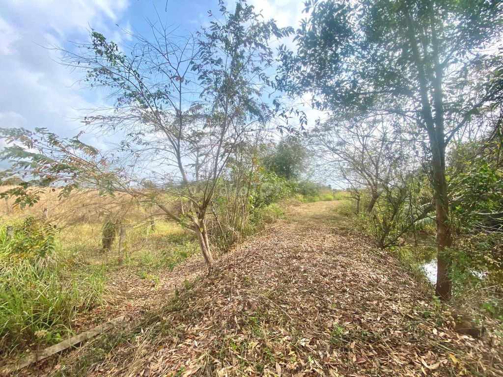 Đất ngay khu dân cư 1000m khu farm thanh long hoa giấy. Mua bán đất tại Huyện Hàm Thuận Nam Bình Thuận được đăng bởi Nguyễn Anh Sang hình 1