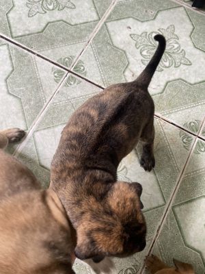 Bầy chó Phú quốc lai. Mua bán Chó tại Thành phố Tây Ninh Tây Ninh được đăng bởi Ánh Kim