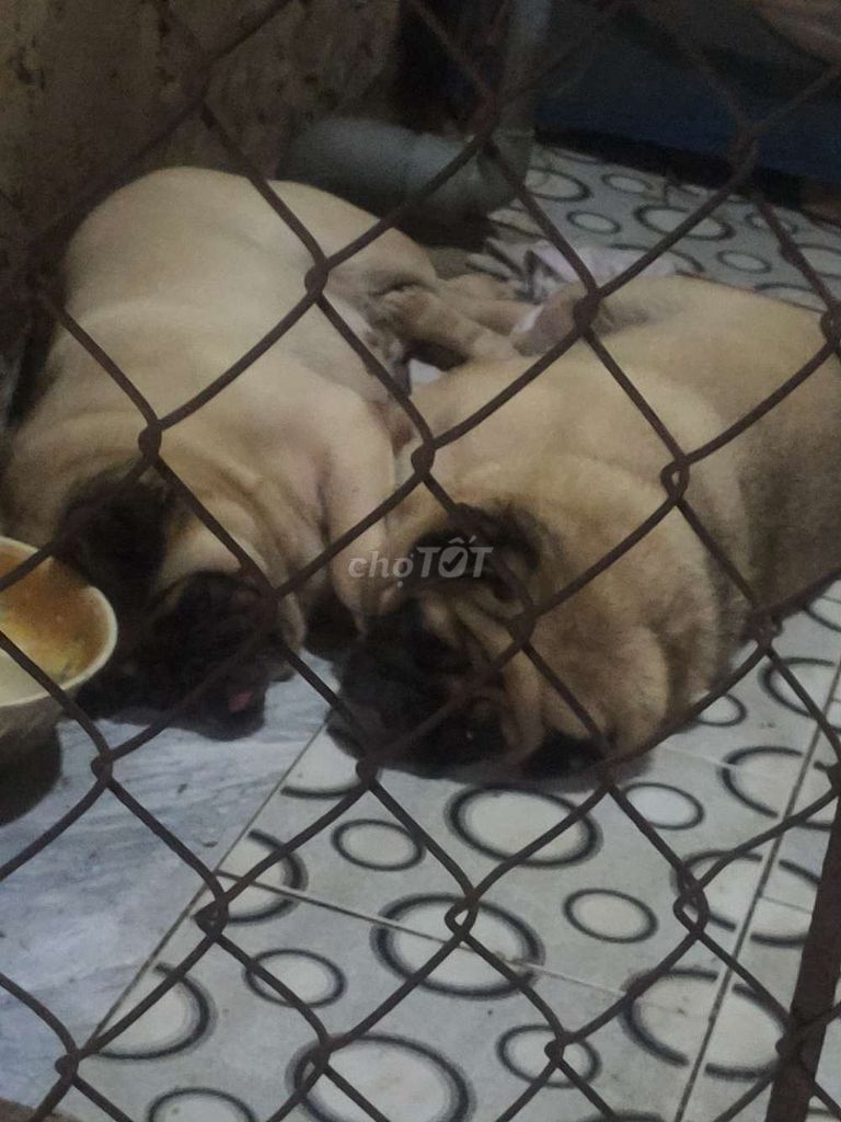 Chó Pug cái 3-4 tuổi Nâu vàng. Mua bán Chó tại Quận Cái Răng Cần Thơ được đăng bởi Huy Nguyễn hình 1