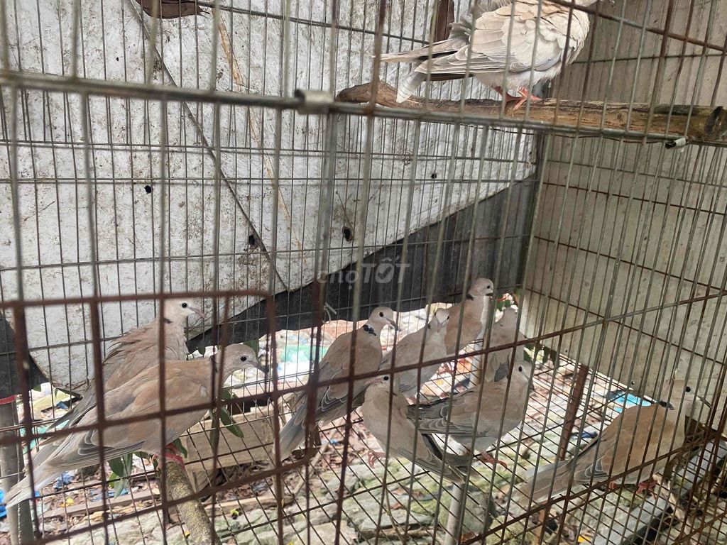 Chim cu gáy pháp. Mua bán Chim tại Huyện Đan Phượng Hà Nội được đăng bởi Trần Viên hình 1