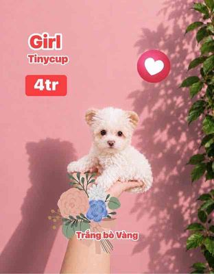 🍒🍒 POODLE TAI GẤU TEACUP - TINYNHAF NUÔI🍒🍒