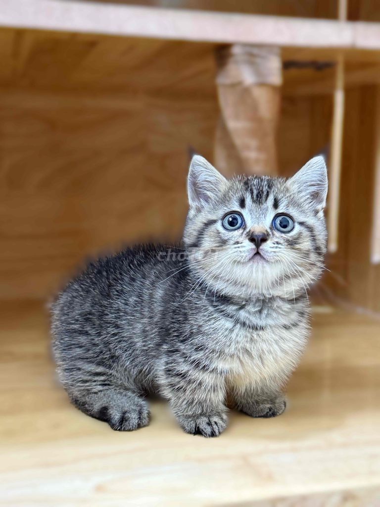 Mèo chân ngắn màu bired xinh xỉu. Mua bán Mèo tại Quận 8 Tp Hồ Chí Minh được đăng bởi ti pet town hình 4