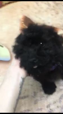 Poodle đen 4 tháng tuổi