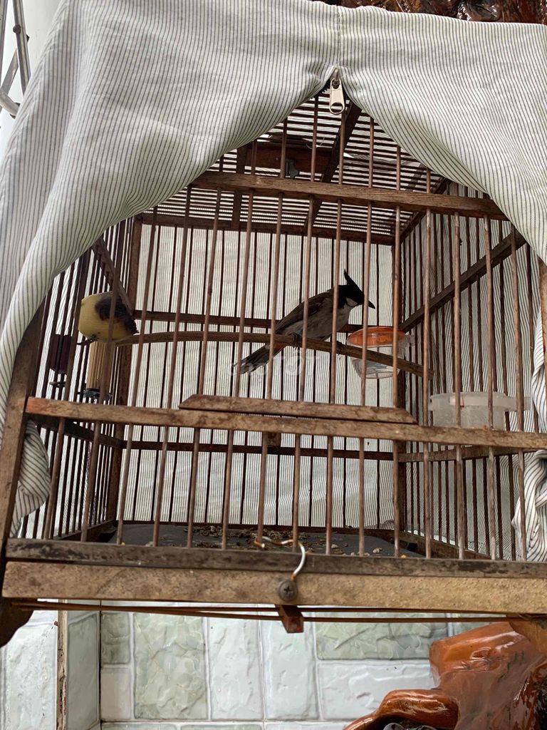 Chim chào mào không tật lỗi. Mua bán Chim tại Quận 12 Tp Hồ Chí Minh được đăng bởi tý hình 1