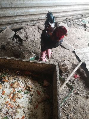 Còn 1 e đông tảo trống hơn 1 năm tầm 4kg. Mua bán Gà tại Quận Thanh Khê Đà Nẵng được đăng bởi Lê công vương