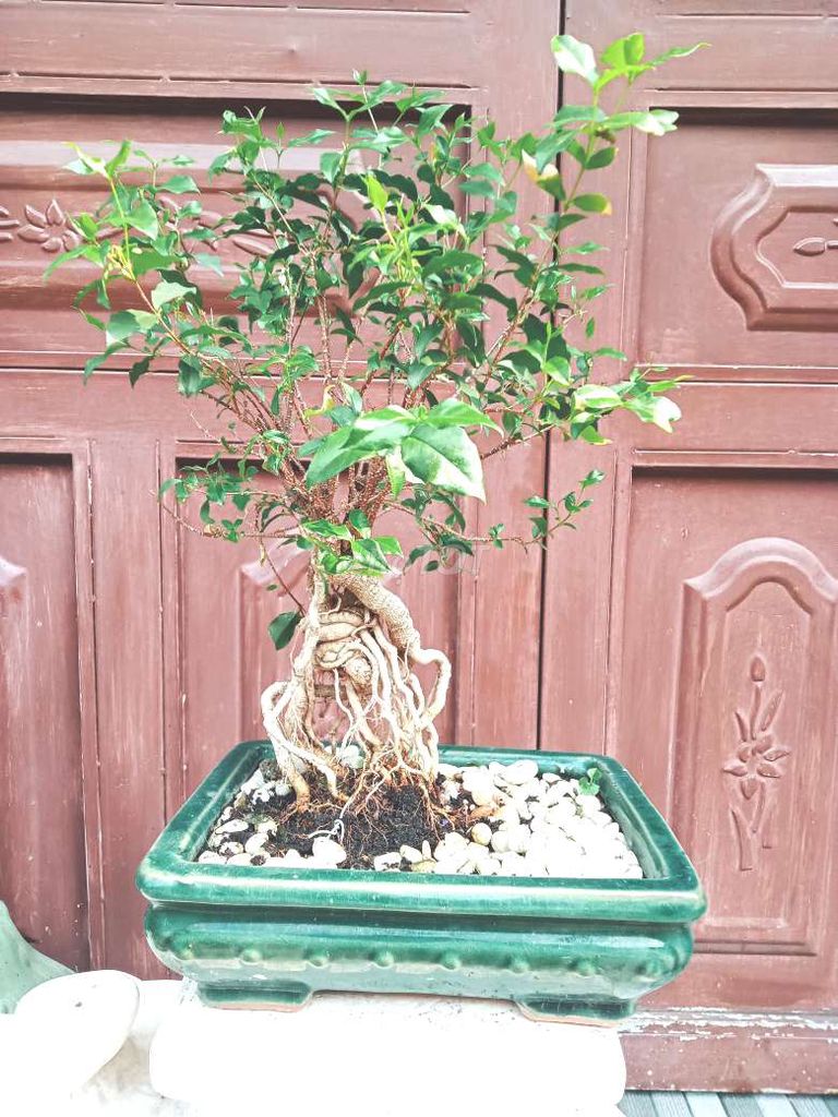 Cây bonsai