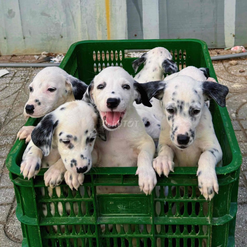 Chó Dalmatian 2 tháng tuổi. Mua bán Chó tại Thành phố Buôn Ma Thuột Đắk Lắk được đăng bởi Tường Vy hình 1