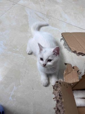 mèo nhà đẻ cần tìm chủ mới. Mua bán Mèo tại Quận Nam Từ Liêm Hà Nội được đăng bởi Tổng kho xe đạp MINGU