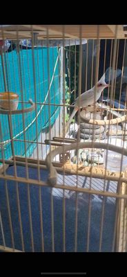 mái bạch lem giao lưu chim bạch mào lân. Mua bán Chim tại Thị xã Tân Uyên Bình Dương được đăng bởi Nguyễn văn Linh