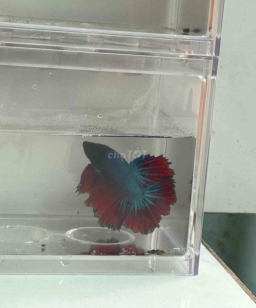 Cá Betta Đỏ đen. Mua bán Thú cưng khác tại Huyện Cần Giuộc Long An được đăng bởi Phong hình 1