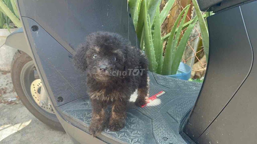 Tìm nhà mới Chó Poodle đực màu phantom 2.5 tháng. Mua bán Chó tại Quận 6 Tp Hồ Chí Minh được đăng bởi Kids Pet hình 1