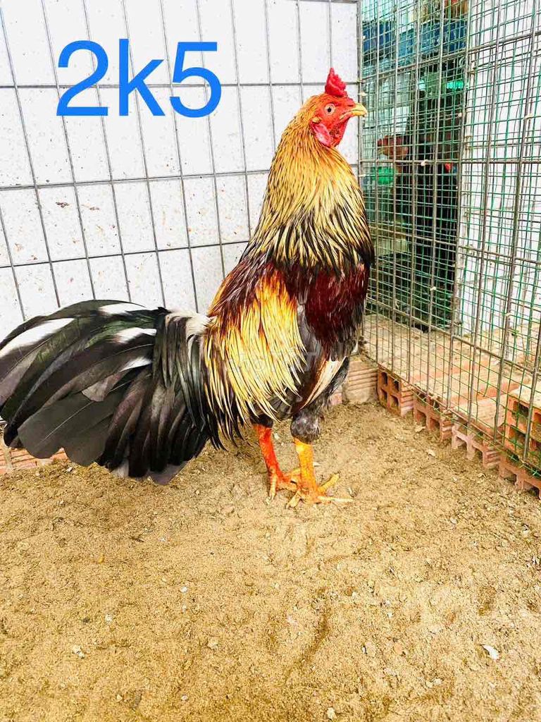 2k5 đá liền tay tròn vo đặc 1 cục. Mua bán Gà tại Huyện Bến Lức Long An được đăng bởi Gà chất lượng  hình 1