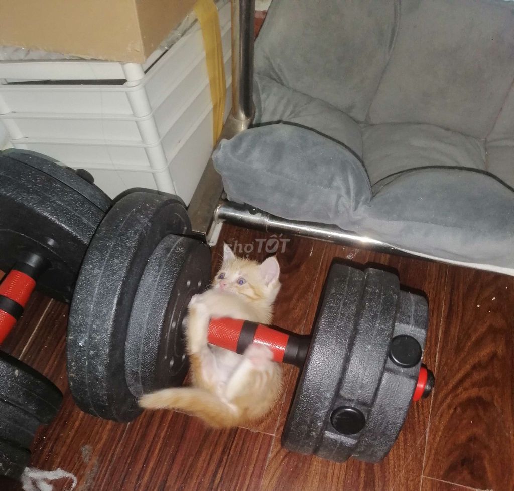 Mèo con Vàng Xám . Mua bán Mèo tại Quận Bình Thạnh Tp Hồ Chí Minh được đăng bởi khang hình 1