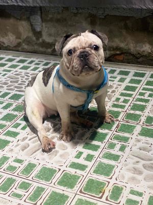 Chó Bulldog Pháp trắng đốm đen