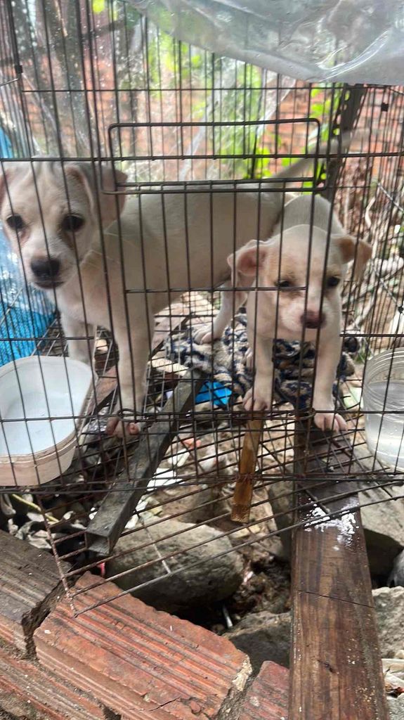 Chó con màu trắng. Mua bán Chó tại Thành phố Biên Hòa Đồng Nai được đăng bởi quang thong hình 1