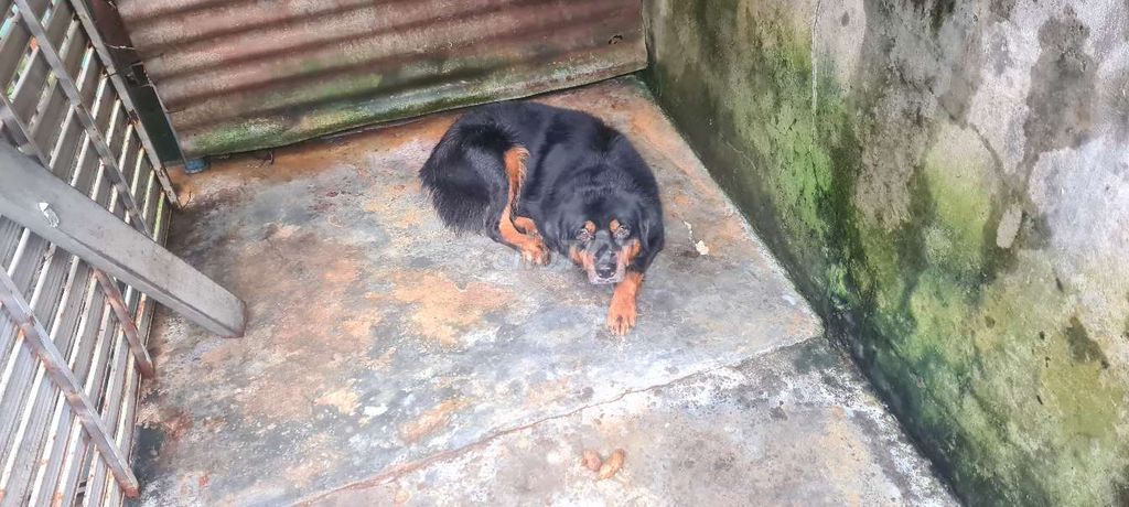 nhà có trẻ con ko  chăm đc. Mua bán Chó tại Thành phố Biên Hòa Đồng Nai được đăng bởi nguyen nu hình 2