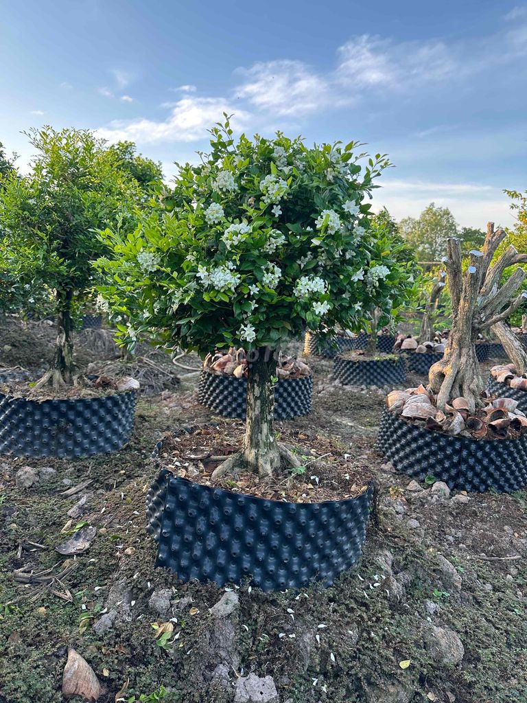Cây cảnh Nguyệt quế cao 70 cm. Mua bán Cây cảnh, đồ trang trí tại Quận Bình Thuỷ Cần Thơ được đăng bởi Nhớ  hình 1