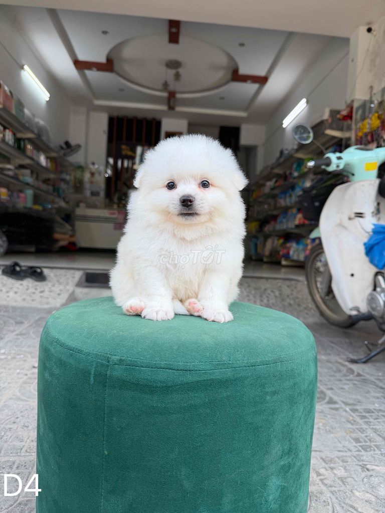 Chó Phốc sóc Mini. Mua bán Chó tại Quận Liên Chiểu Đà Nẵng được đăng bởi DC PETHOUSE hình 1