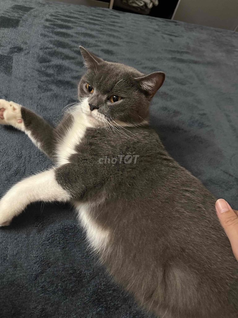 Mèo Anh lông ngắn cái 1.5 tuổi. Mua bán Mèo tại Quận Hai Bà Trưng Hà Nội được đăng bởi Thu hình 1