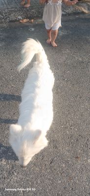 Chó Bắc Hà Trắng. Mua bán Chó tại Thị xã Bến Cát Bình Dương được đăng bởi LÊ THANH TÀI