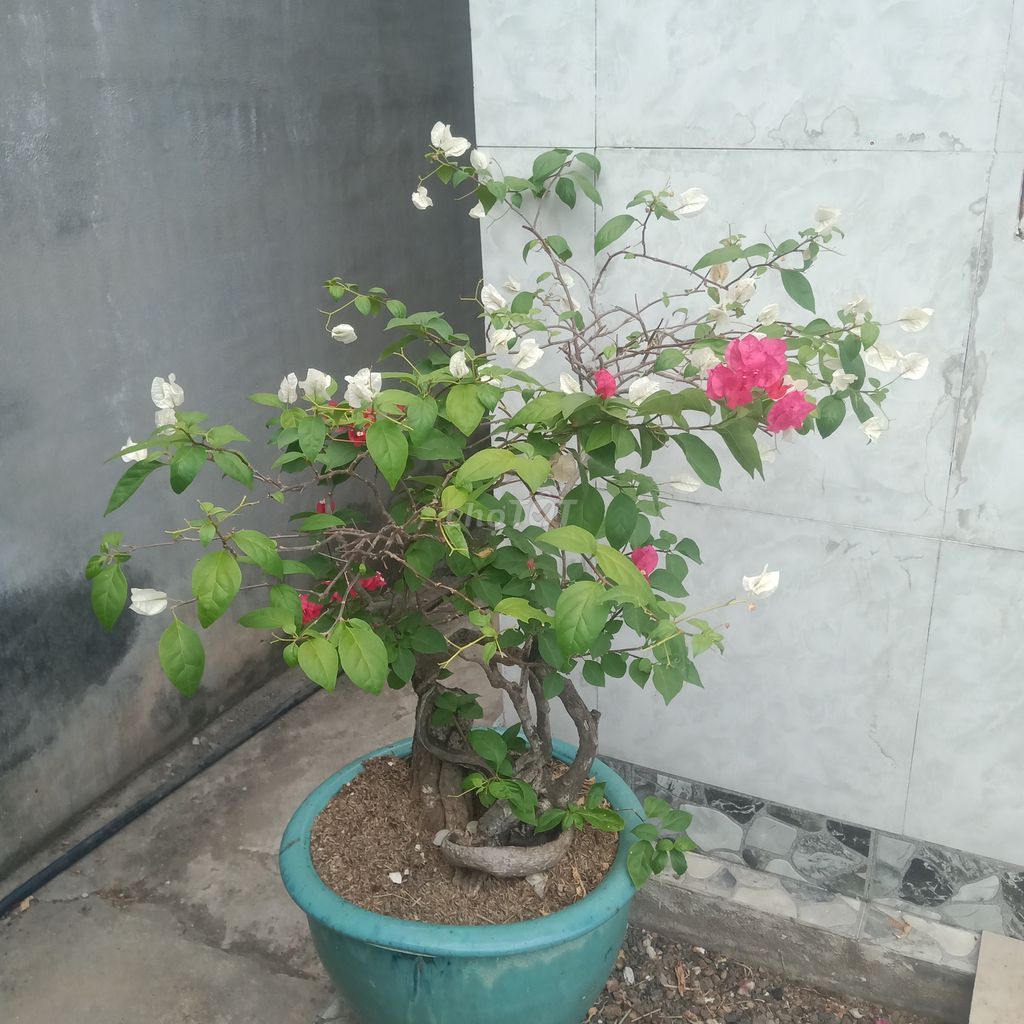 Cây Bông giấy Chậu cổ Đa sắc. Mua bán Cây cảnh, đồ trang trí tại Huyện Cần Giuộc Long An được đăng bởi Hữu Phước Đinh hình 1