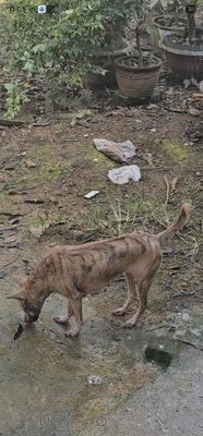 Chó Phú Quốc cái cần bán