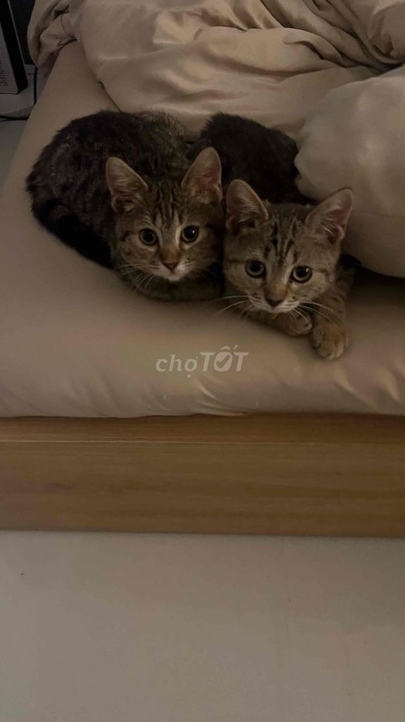 Mèo Bengal lai 4 tháng tuổi đã tiêm 3 mũi. Mua bán Mèo tại Quận 6 Tp Hồ Chí Minh được đăng bởi Nhu Nhu hình 4