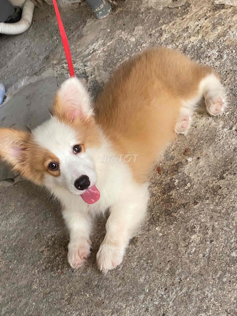 cần bán lại bé cún do k có thời giam nhiều để cham. Mua bán Chó tại Huyện Bắc Tân Uyên Bình Dương được đăng bởi Huyền Mèo hình 1