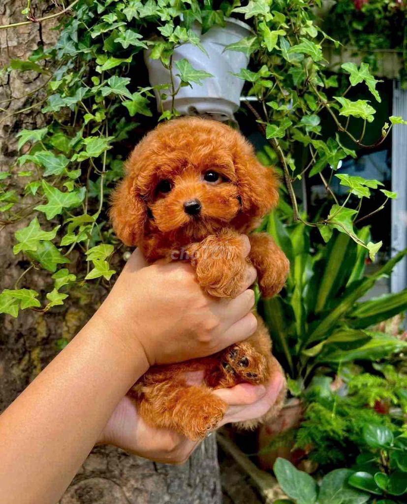 Chos Poodle. Mua bán Chó tại Thành phố Thủ Dầu Một Bình Dương được đăng bởi bm hình 2