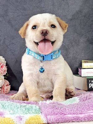 Trai Nhật F cute xinh xỉu chào sen yêu
