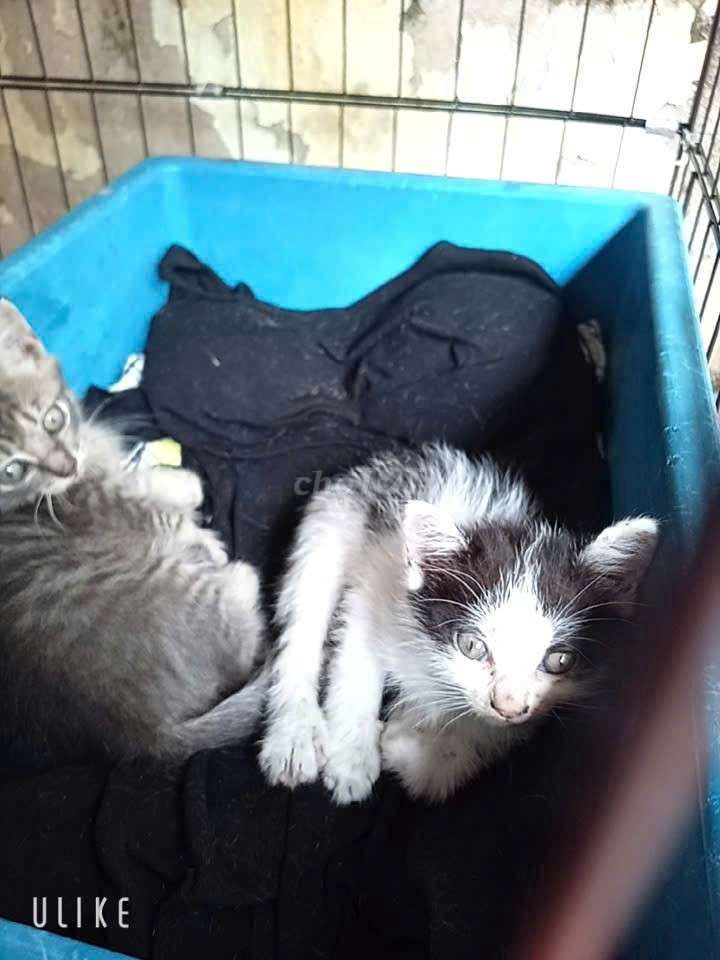 Mèo con Cái Đen trắng đã tiêm. Mua bán Mèo tại Huyện Thanh Trì Hà Nội được đăng bởi Nhungtam hình 1