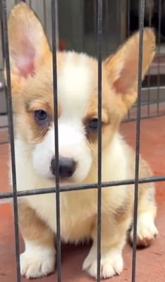 Corgi xinh nha đẻ