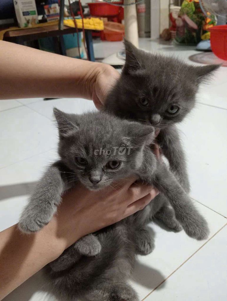 Mèo anh xám bạc