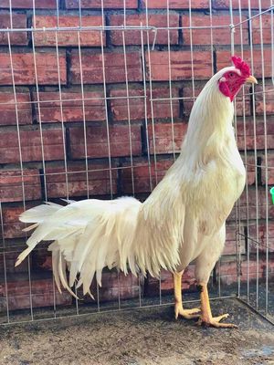 Cần tìm gà nòi trên 3kg. Mua bán Gà tại Huyện Bình Chánh Tp Hồ Chí Minh được đăng bởi Nguyễn Quang Minh