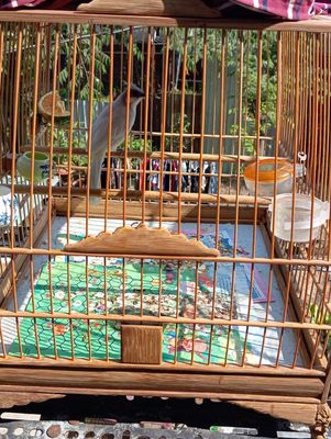 Chào mào mái xám trắng,bộ hút mật 5 màu,rồng nammy. Mua bán Chim tại Huyện Bình Chánh Tp Hồ Chí Minh được đăng bởi Thành Ban