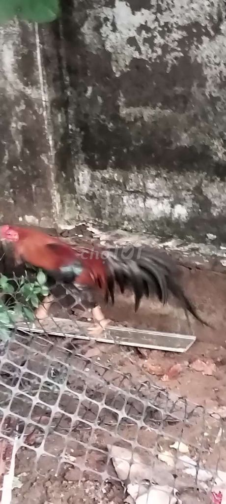 Gà tre Tân Châu 6 tháng Đỏ đen. Mua bán Gà tại Quận Bình Thuỷ Cần Thơ được đăng bởi Tung Ct hình 1