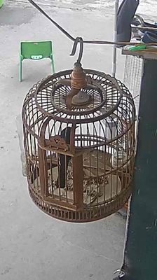 Choè than 2v chim có lửa hót nhiều. Mua bán Chim tại Quận Tây Hồ Hà Nội được đăng bởi Đào Tuấn Ahn