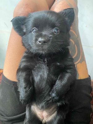cần bán chó poodle lai phóc sốc. Mua bán Chó tại Thành phố Thuận An Bình Dương được đăng bởi Hoàng Sang Dương
