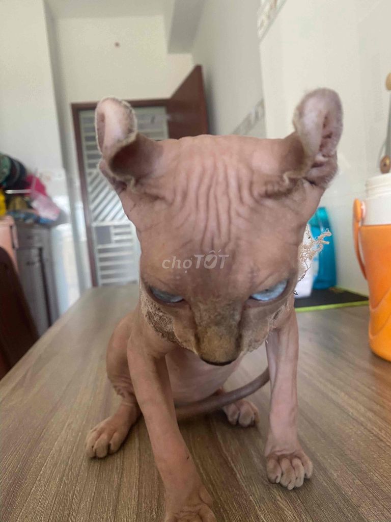 Sphynx Gái