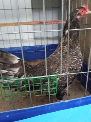 Mái cú chân xanh. Mua bán Gà tại Quận 8 Tp Hồ Chí Minh được đăng bởi Gà cỏ