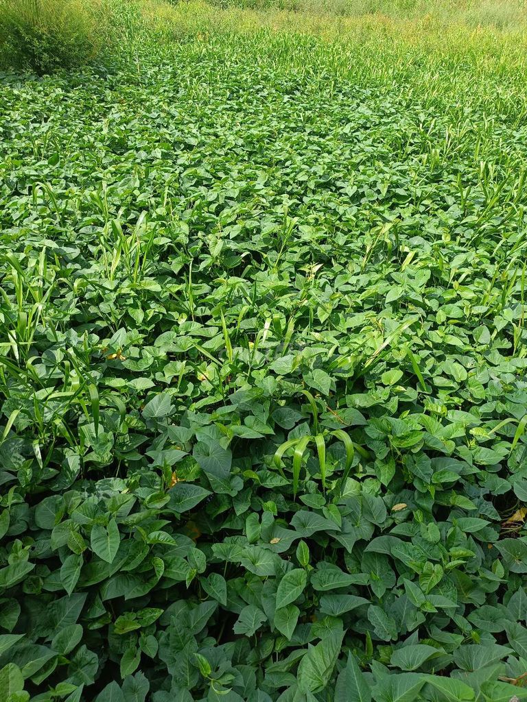 Rau muống đồng Xanh lá. Mua bán Đồ ăn, thực phẩm và các loại khác tại Quận Ô Môn Cần Thơ được đăng bởi BNT BNT hình 1