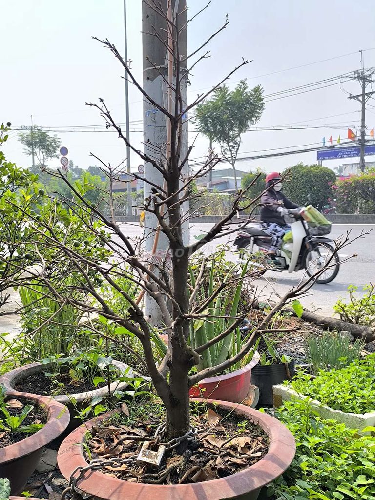 Mai vàng chuẩn tán cây tán nụ kim mịn